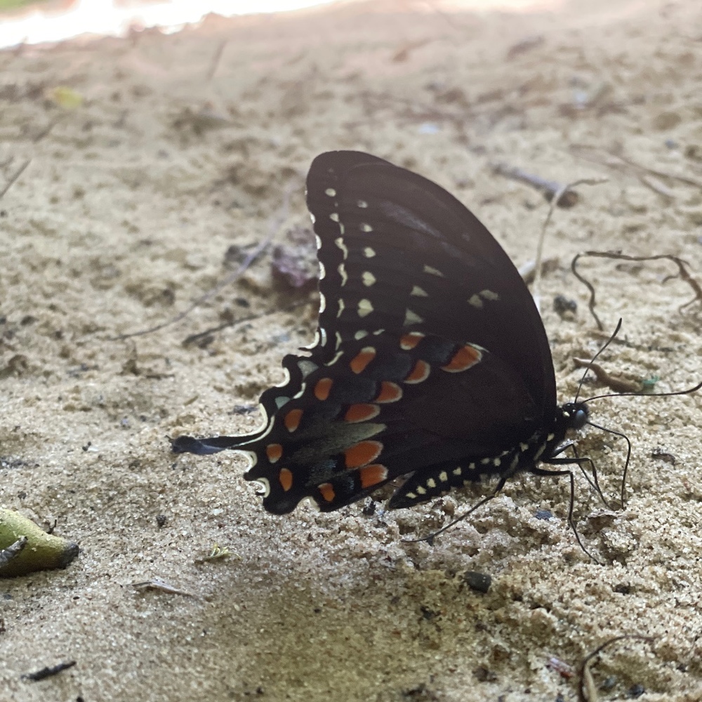 Meet your Posher, Victoria